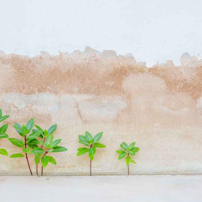 feuilles desert de sel papier jeunes pouces