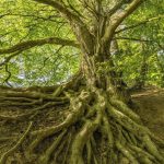 Arbre de vie avec racines