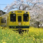 train jaune fleurs jaunes